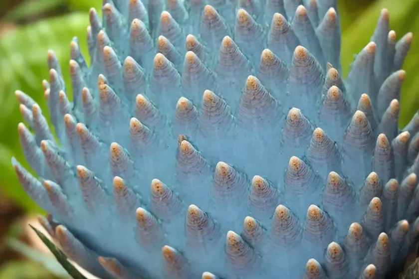 Eastern Cape Blue Cycad (Encephalartos Horridus) — photo 2