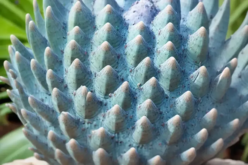 Eastern cape blue cycad (encephalartos horridus) — photo 2