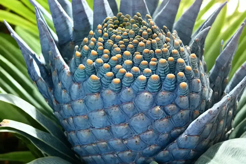 Eastern cape blue cycad (encephalartos horridus) — photo 3