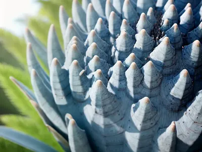 Eastern Cape Blue Cycad (Encephalartos Horridus)