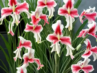 Eastern Gladiolus (Gladiolus Communis)