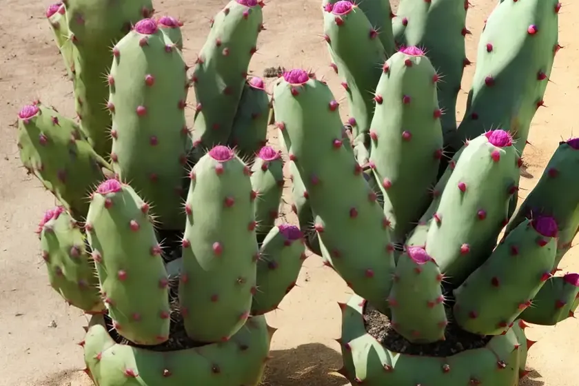Eastern prickly pear (opuntia humifusa) — photo 2