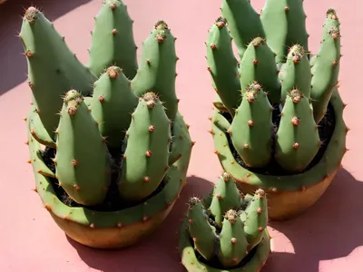Eastern Prickly Pear (Opuntia Humifusa)