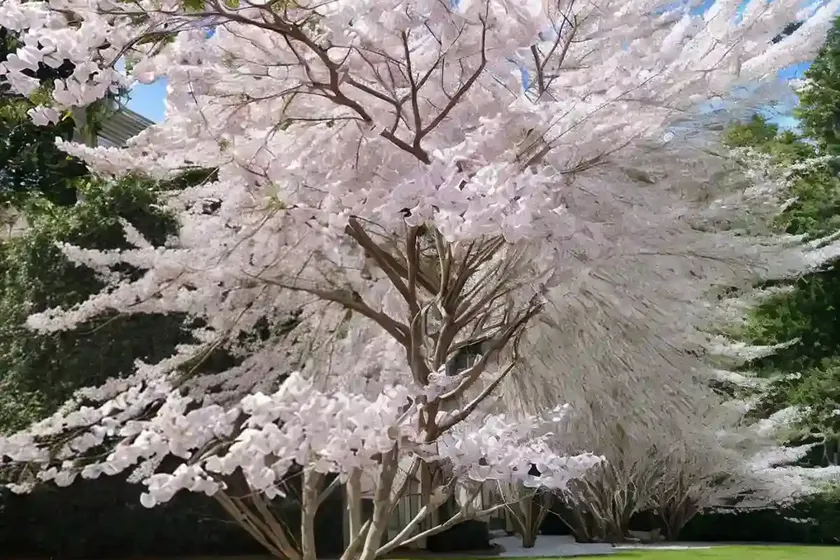 Eastern redbud (cercis canadensis f. alba ‘royal white’) — photo 2