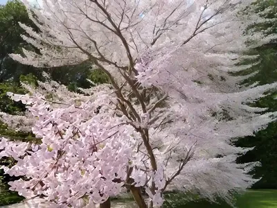 Eastern Redbud (Cercis Canadensis F. Alba ‘Royal White’)