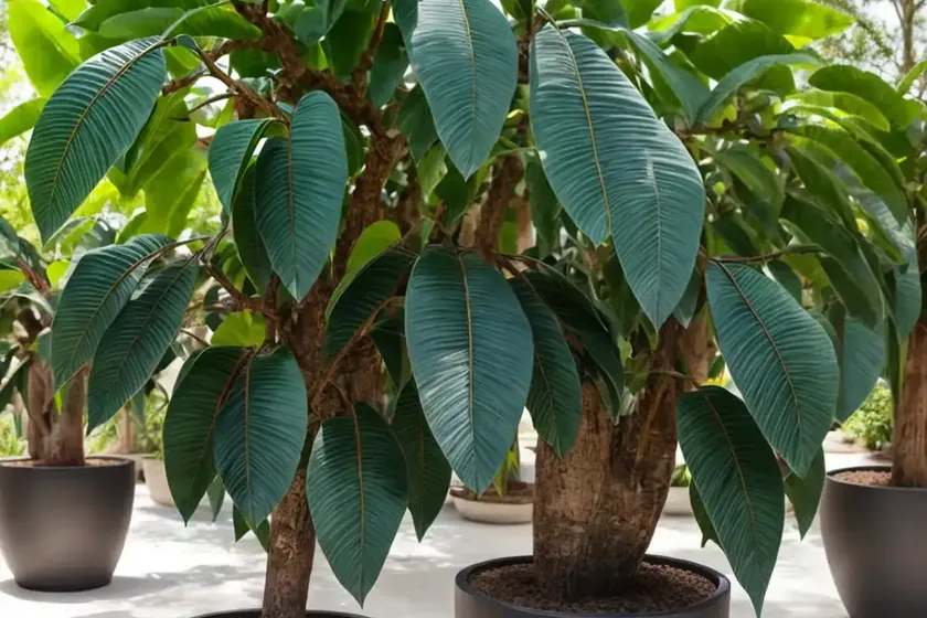 Ebony diospyros (diospyros ebenum) — photo 3
