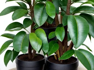 Ebony Diospyros (Diospyros Ebenum)