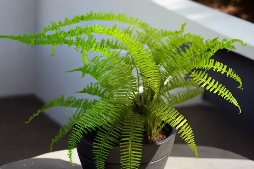 Ebony Spleenwort (Asplenium Platyneuron) — photo 2