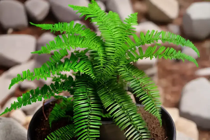Ebony Spleenwort (Asplenium Platyneuron) — photo 3