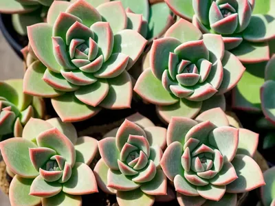 Echeveria ‘Afterglow’)