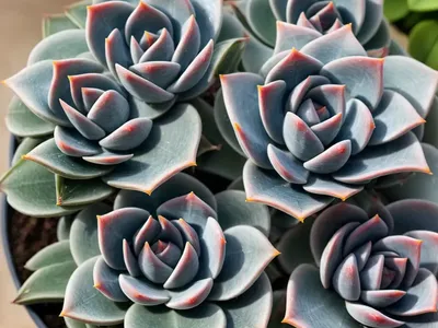 Echeveria ‘Blue Heron’ (Echeveria ‘Blue Heron’)