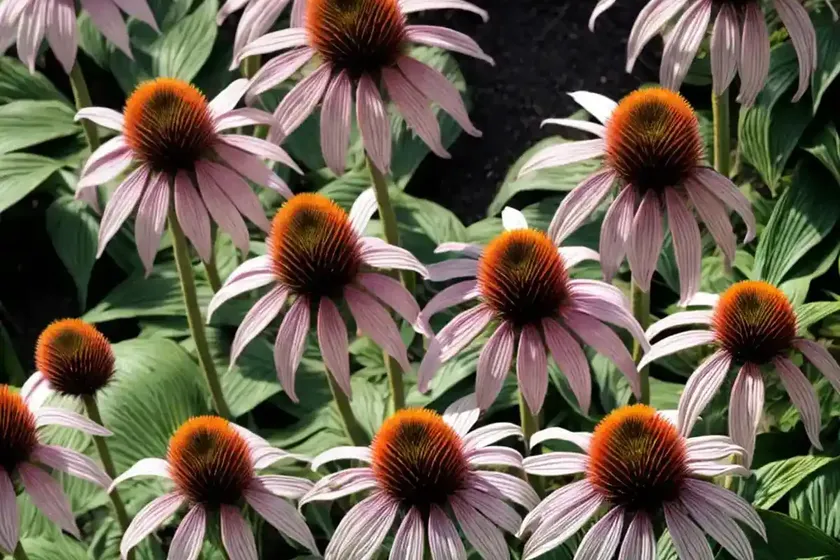 Echinacea pallida ‘hula dancer’ (pale purple coneflower) — photo 2