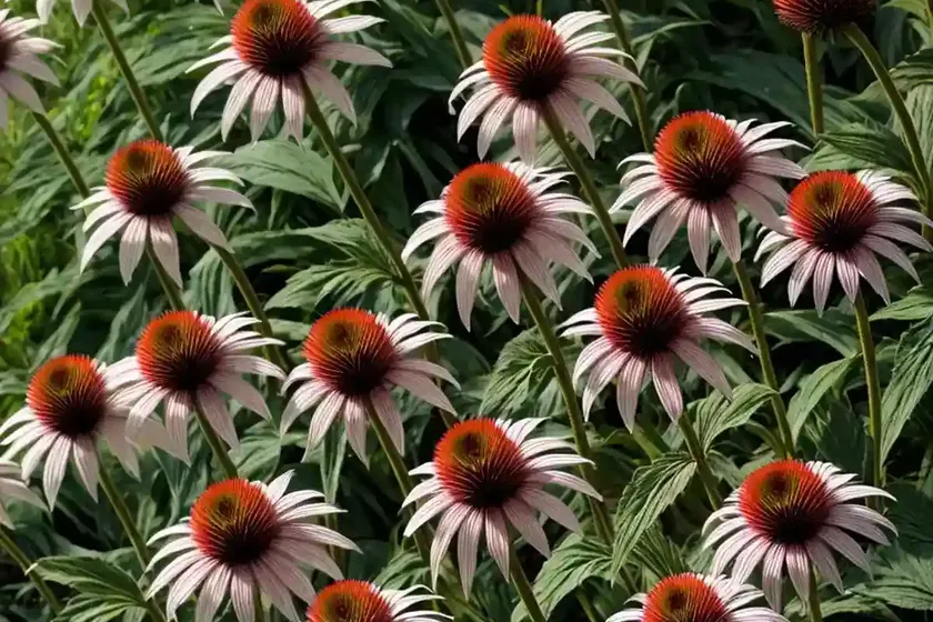 Echinacea purpurea ‘milkshake’ (coneflower) — photo 3
