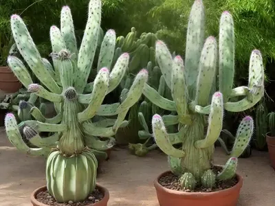 Echinopsis Eyriesii (Echinopsis Eyriesii)