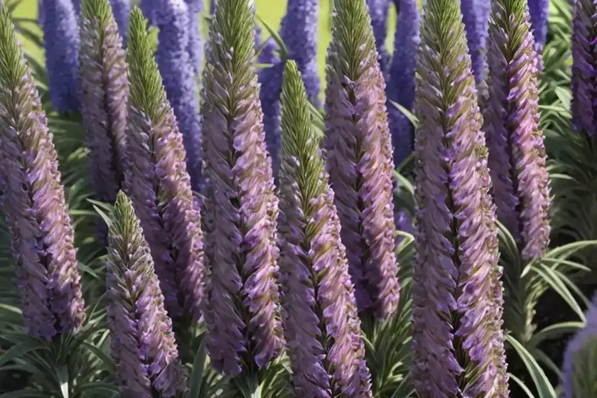Echium asperrimum (echium asperrimum) — photo 2