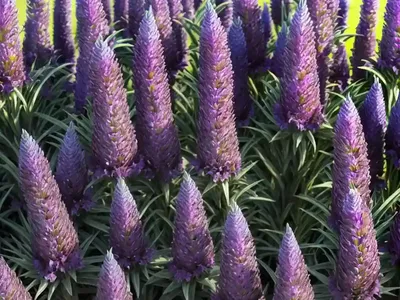 Echium Asperrimum (Echium Asperrimum)