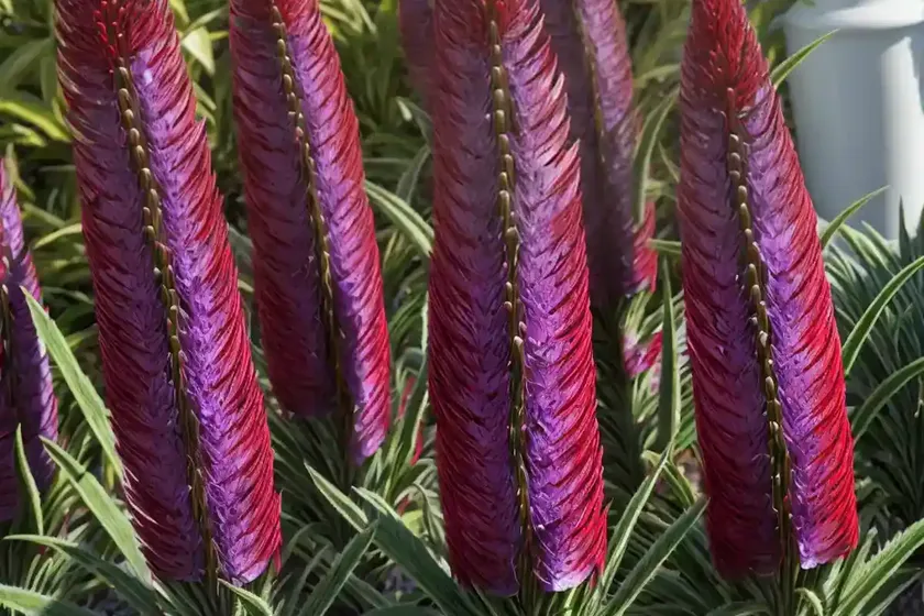Echium (echium amoenum ‘red feathers’) — photo 2