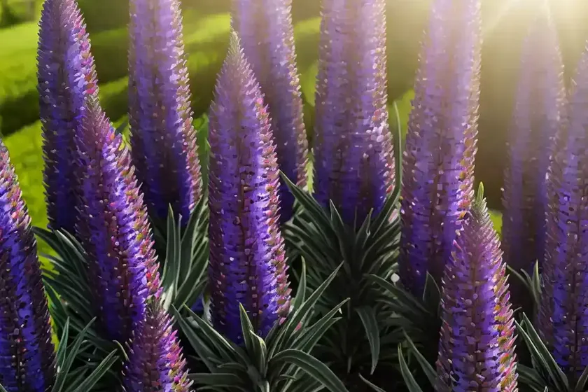 Echium (echium maculatum) — photo 2