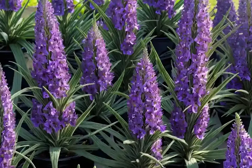 Echium (echium maculatum) — photo 3
