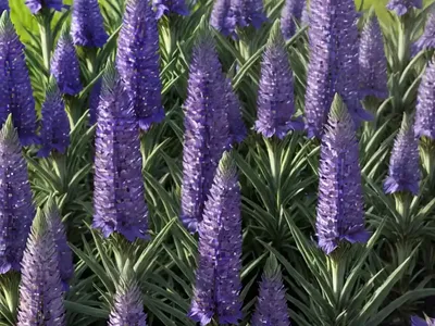 Echium (Echium Maculatum)