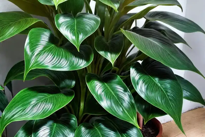 Ecuador philodendron (philodendron verrucosum) — photo 2