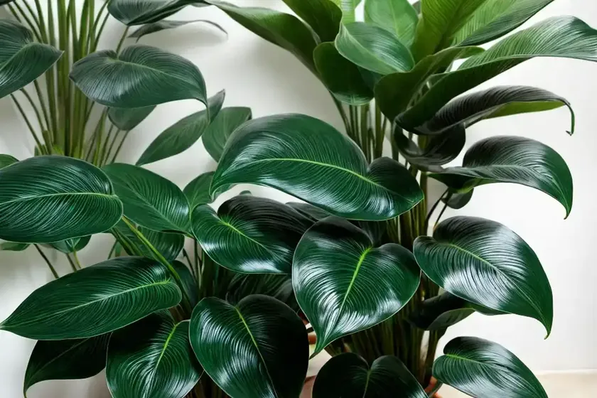 Ecuador philodendron (philodendron verrucosum) — photo 3