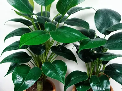 Ecuador Philodendron (Philodendron Verrucosum)
