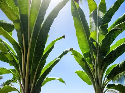 Edible Banana (Musa X Paradisiaca)