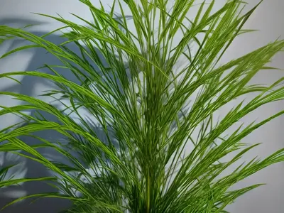 Egyptian Paperplant (Cyperus Papyrus)