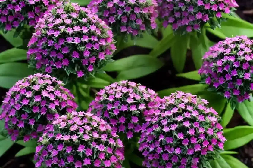 Egyptian star-cluster (pentas lanceolata) — photo 2