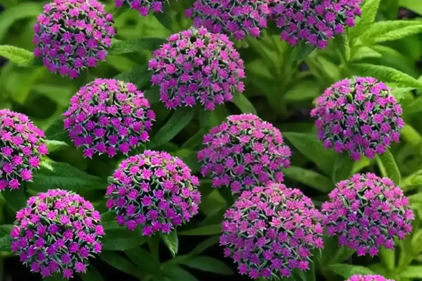 Egyptian star-cluster (pentas lanceolata) — photo 3