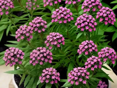 Egyptian Star-cluster (Pentas Lanceolata)