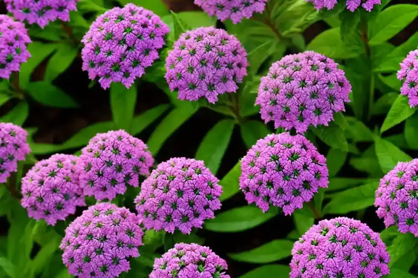 Egyptian star flower (pentas lanceolata) — photo 3