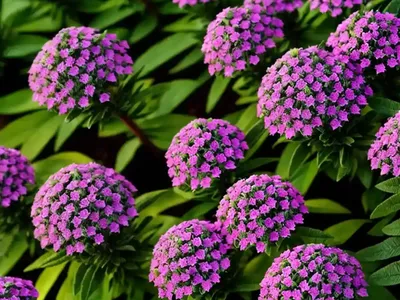 Egyptian Star Flower (Pentas Lanceolata)