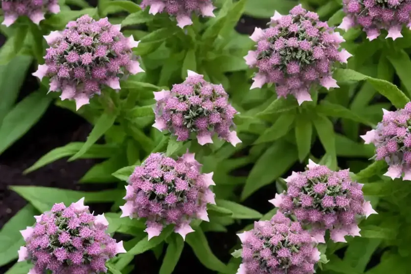 Egyptian starcluster (pentas lanceolata ‘graffiti white’) — photo 2
