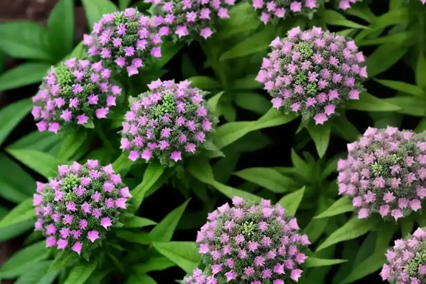 Egyptian starcluster (pentas lanceolata ‘graffiti white’) — photo 3