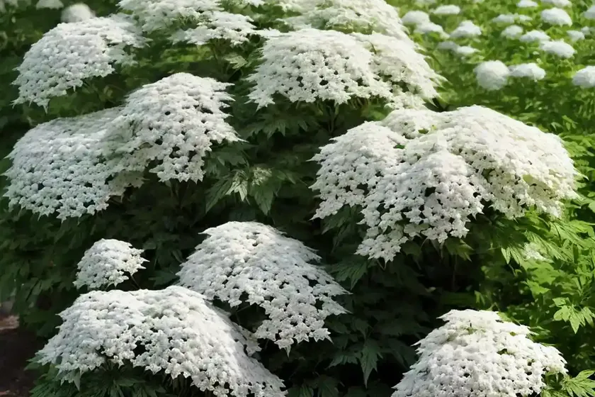 Elderberry (sambucus) — photo 2