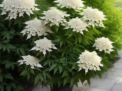 Elderberry (Sambucus Racemosa ‘Smnsrd4’ LEMONY LACE)