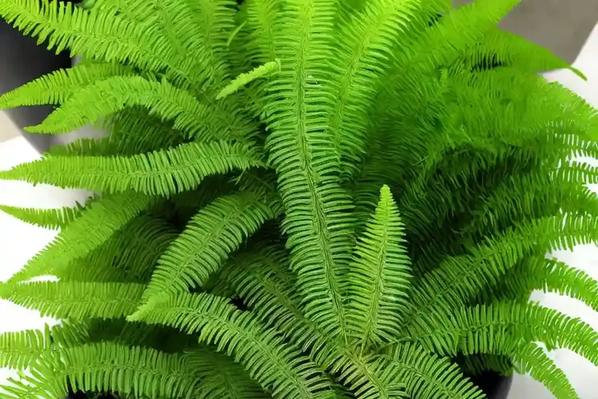 Electric fern (selaginella longipinna) — photo 2