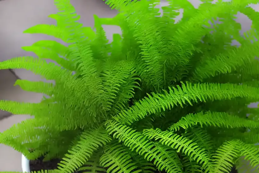Electric fern (selaginella longipinna) — photo 3