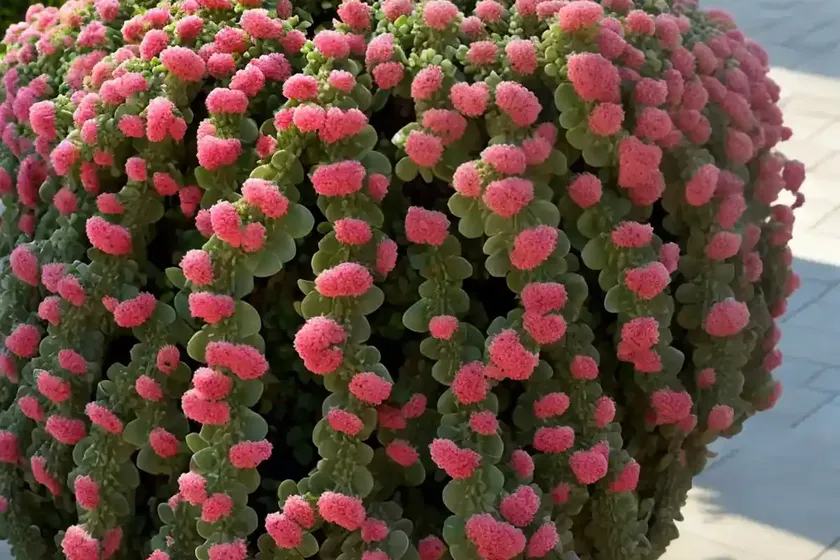 Elephant bush (portulacaria afra) — photo 2