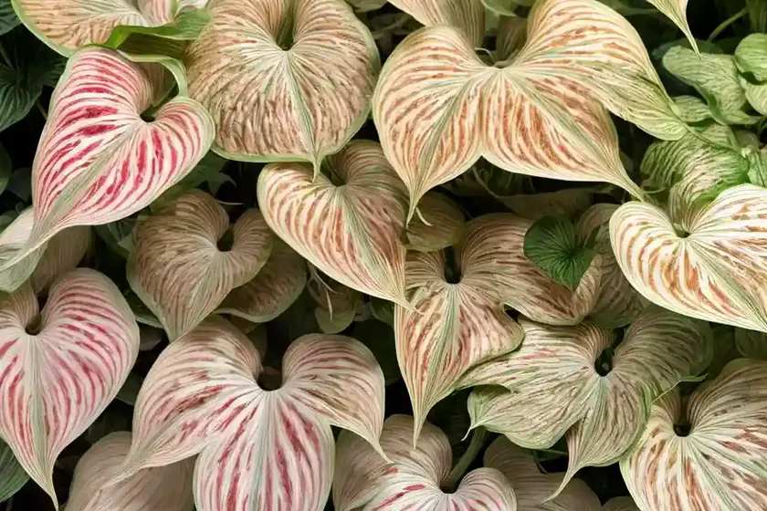 Elephant ear ‘junior improved’ (caladium candidum ‘junior improved’) — photo 2