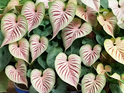 Elephant Ear ‘junior Improved’ (Caladium Candidum ‘junior Improved’)