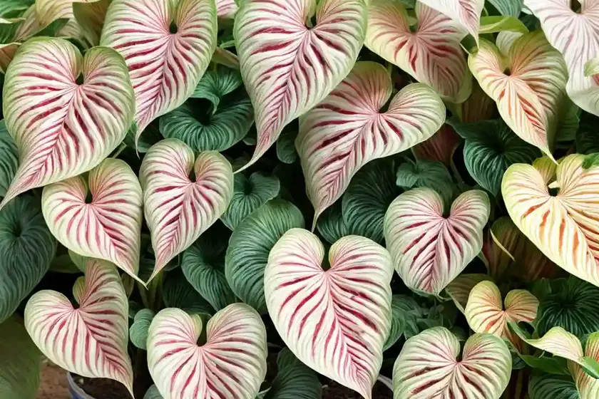 Elephant ear ‘junior improved’ (caladium candidum ‘junior improved’)