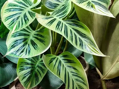 Elephant Ear ‘stingray’ (Alocasia Macrorrhiza ‘stingray’)