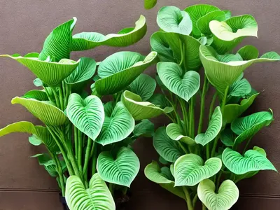 Elephant Ears Plant (Colocasia)