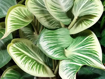 Elephant’s Ear (Alocasia ‘Metalhead’)