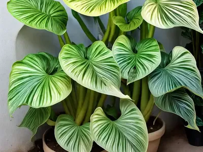 Elephant’s Ear (Alocasia Sarian)