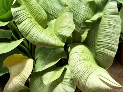 Elephant’s Ear (Xanthosoma ‘Lime Zinger’)