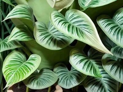 Elephant’s-ears (Alocasia Mortfontanensis)